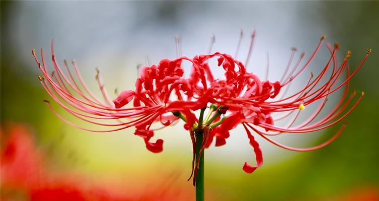 曼陀罗花语与寓意（探寻曼陀罗花的神秘）