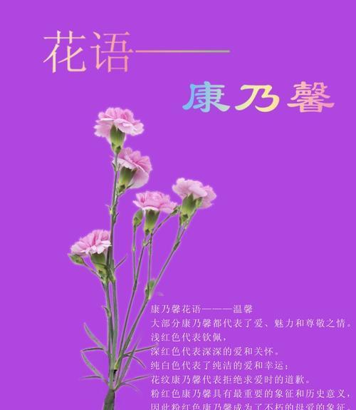 玛格烈菊花语——花开诉说爱的情感（寓意深刻的玛格烈菊，探寻爱情的真谛）