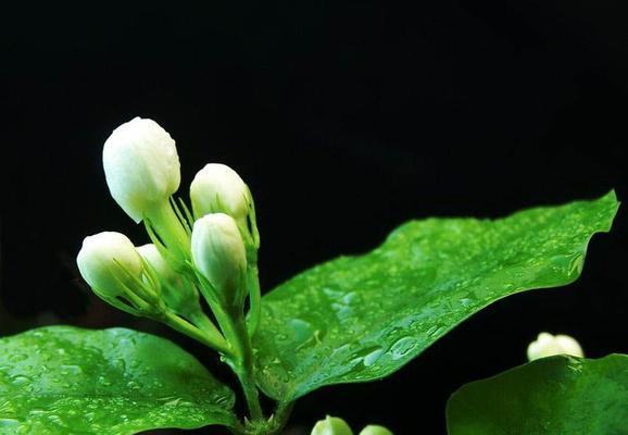 茉莉花的花语与寓意（传承千年的芳香，代表着什么？）