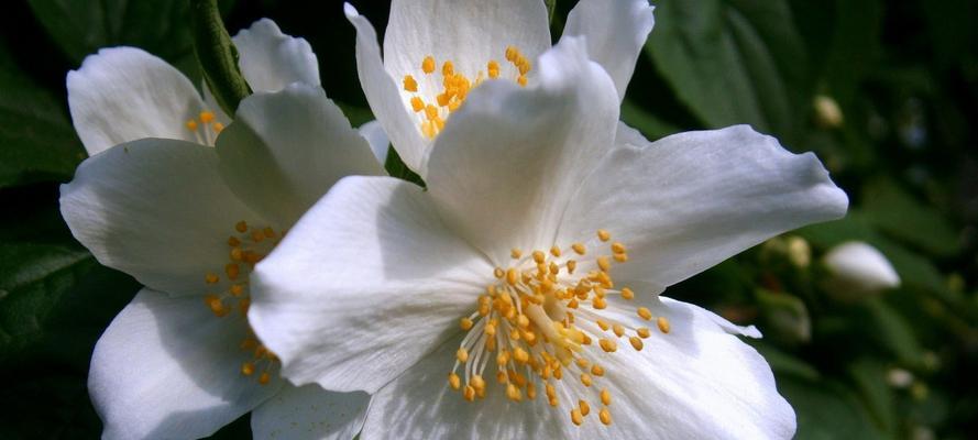 茉莉花的花语与寓意（传承千年的芳香，代表着什么？）