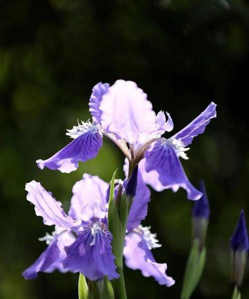 蓝蝴蝶花语（探索蓝蝴蝶花的秘密，了解它的花语）