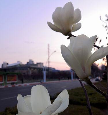 白玉兰花语（寓意深刻的花朵，象征高尚品质与美好心灵）