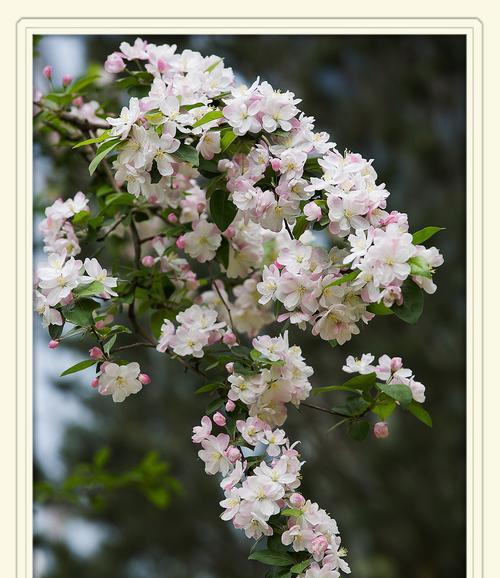 海棠花的代表意义（传承千年的文化符号与美丽传说）