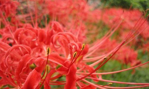 曼陀沙华的花语与寓意（解读这朵神秘的花的蕴义）