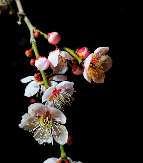 梅花花语深意（探究梅花花语的含义及象征）