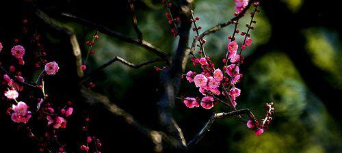 梅花花语深意（探究梅花花语的含义及象征）