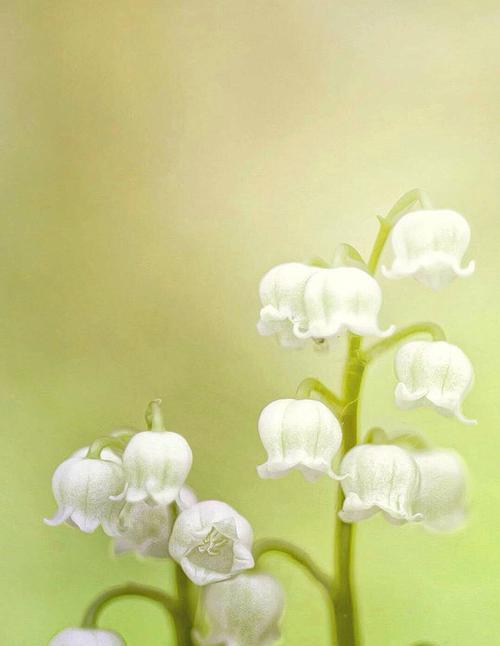 铃兰花语（清新、高雅、纯真的花语意义，带给你最美好的祝福）