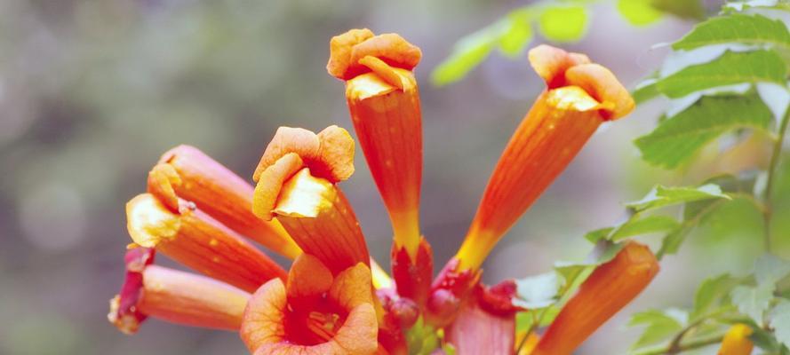 绚烂夏日，凌霄花花语（盛夏繁花，凌霄花用花语告诉你什么？）