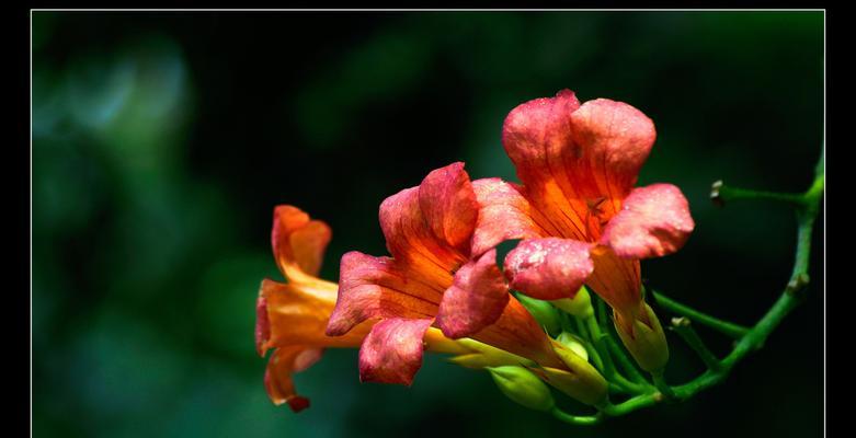 绚烂夏日，凌霄花花语（盛夏繁花，凌霄花用花语告诉你什么？）