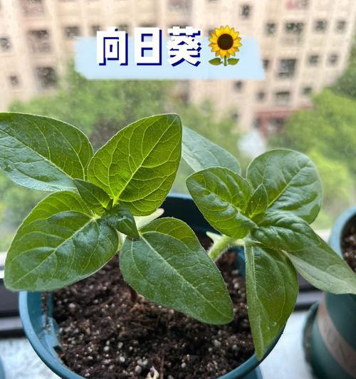 矮向日葵种植指南（时间、方法、技巧一网打尽）