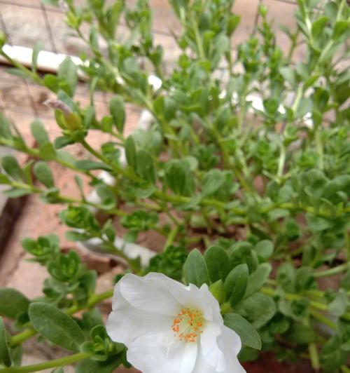 如何养护树马齿苋花？（学习树马齿苋花的种植和养护技巧，让你成为专业的园艺爱好者。）