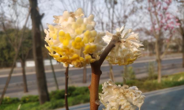 结香花的风水禁忌（如何运用结香花来改善风水气场）