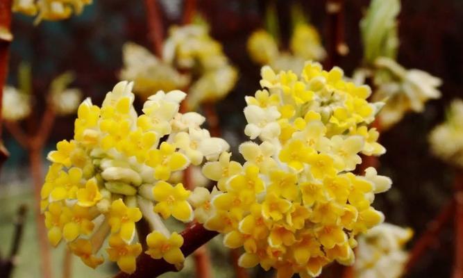 结香花的风水禁忌（如何运用结香花来改善风水气场）