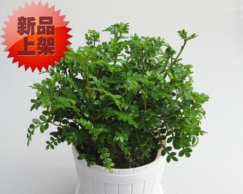 植物驱蚊，清凉无虞（8种神奇植物保护你的夏日美梦）