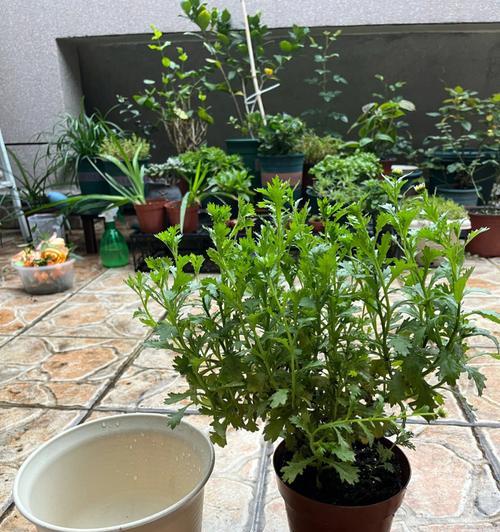 如何正确地为盆栽植物换土？（换土须知，步骤详解，注意事项，让你的盆栽焕发生机）