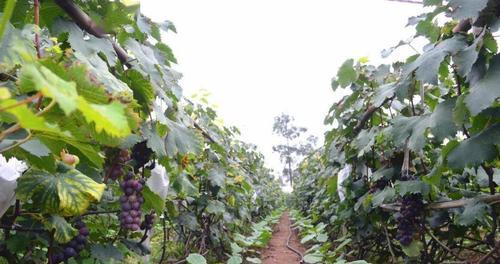 葡萄种植技术全解析——打造高产优质果实