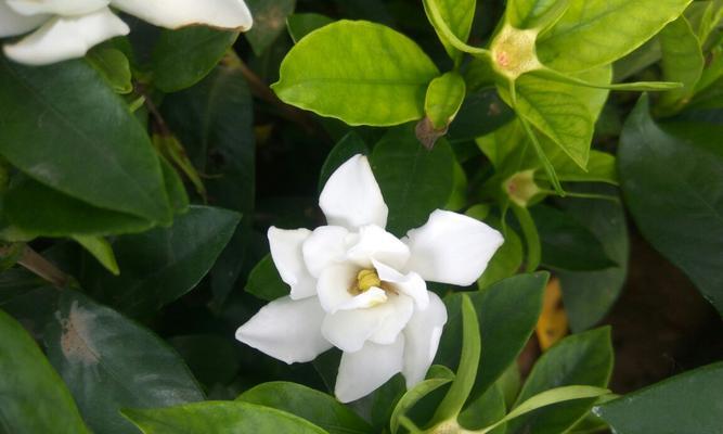 小叶栀子的盛放时间——花期探秘（从春季到夏季，花开花落的美妙变化）