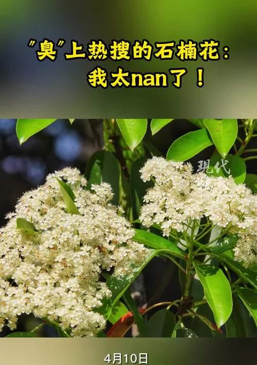 为什么选择石楠花草作为园林主题（探讨石楠花草的美学价值和生态价值）