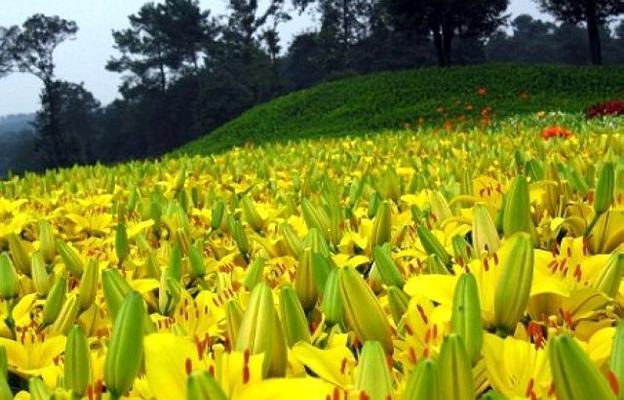 百合最佳种植时间剖析（掌握“时机”打造美丽花园）