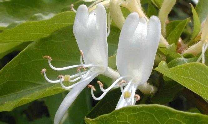 如何在家里种植金银花？（金银花的养护技巧与注意事项）