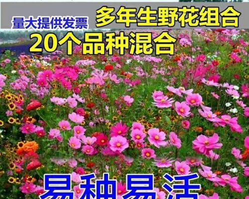 格桑花种子的种植方法（教你轻松种出美丽的格桑花）