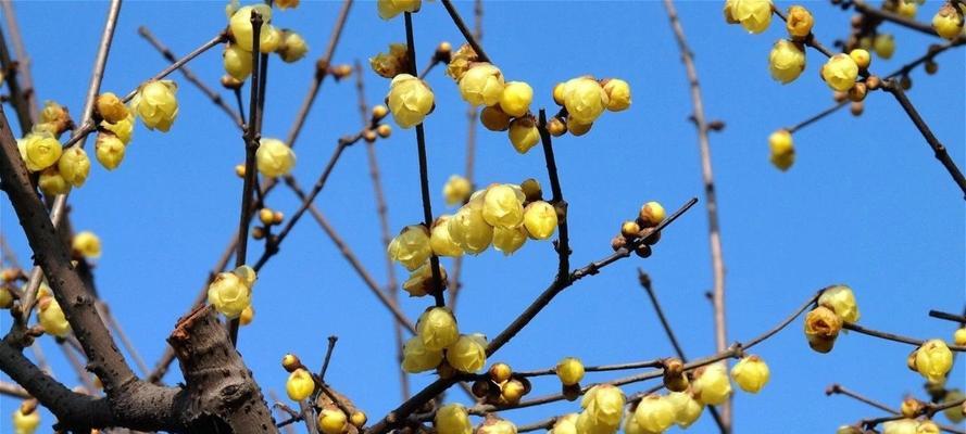 打造腊梅花园，让冬日不再寂寞（种植方法与技巧，让您轻松驾驭腊梅）