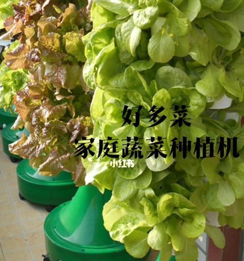 打造居家小菜园，蔬菜盆栽种植全攻略