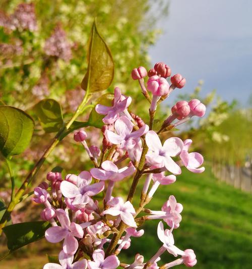 丁香花开放时间及观赏指南（丁香花开放季节、品种与颜色、观赏技巧）