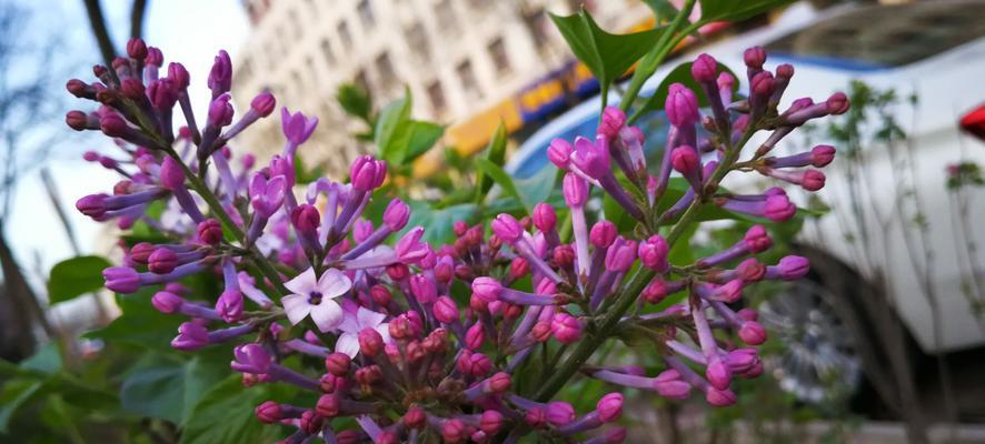 丁香花开放时间及观赏指南（丁香花开放季节、品种与颜色、观赏技巧）