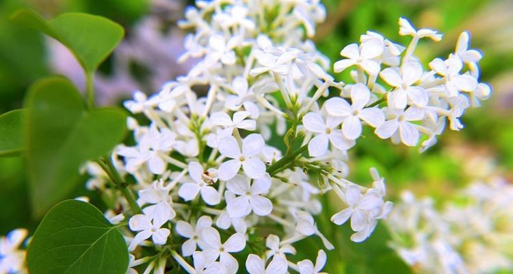 丁香花开放时间及观赏指南（丁香花开放季节、品种与颜色、观赏技巧）