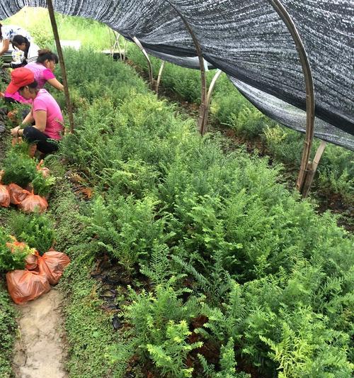 红豆杉种植指南（了解种植要点，打造健康生长之路）