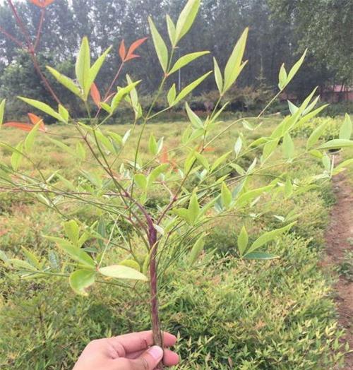 南天竹——秀美难忘的竹类植物（了解南天竹，探秘神奇的植物世界）