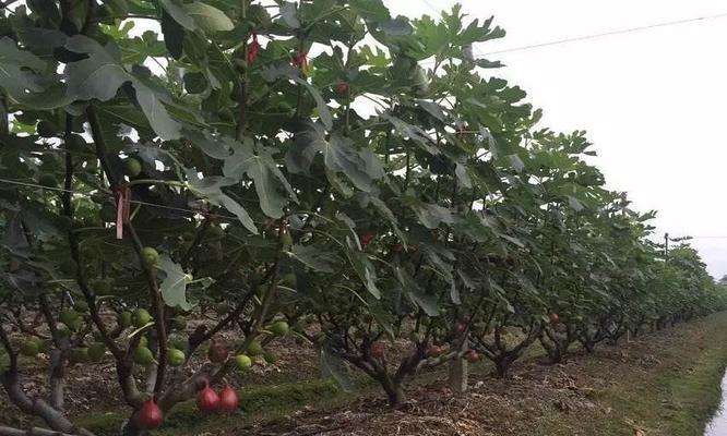 无花果种植技术指南（从栽培到收成，轻松掌握无花果种植技巧）