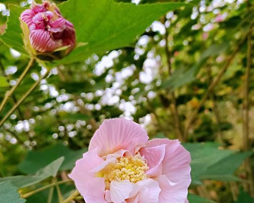 芙蓉花开花季节详解（了解芙蓉花开放的时间，迎接它的盛放）