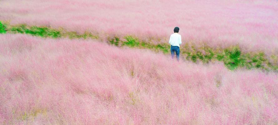 探寻神秘的乱子草（了解乱子草的起源、特征和药用价值）