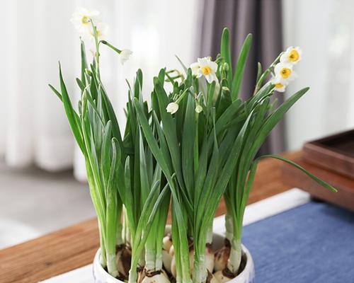 水仙花的水培养殖方法（轻松掌握，让水仙花在水中绽放生命的美丽）