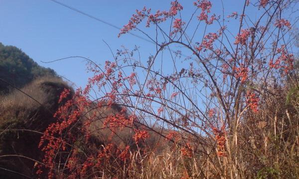 冬红果到底能否食用？（探究冬红果的食用价值与安全性，了解如何正确食用）