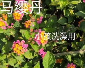 马缨丹的养殖与管理（培育优良品种，提高产量）