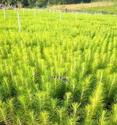 马尾松树苗种植指南（从选地到育苗，教你轻松搞定）