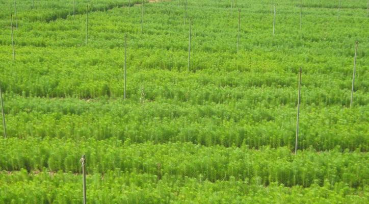 马尾松树苗种植指南（从选地到育苗，教你轻松搞定）