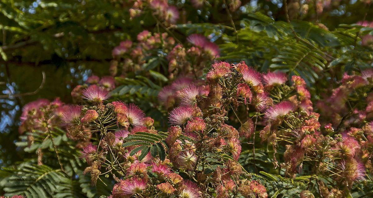 绒花树的适宜生长环境（让绒花树在理想的环境中茁壮成长）