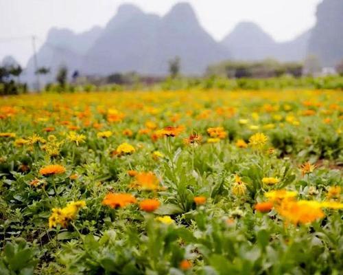 打造花园的小技巧——金盏菊种子怎么种（金盏菊种植技巧、步骤详解，让你轻松拥有美丽花园）