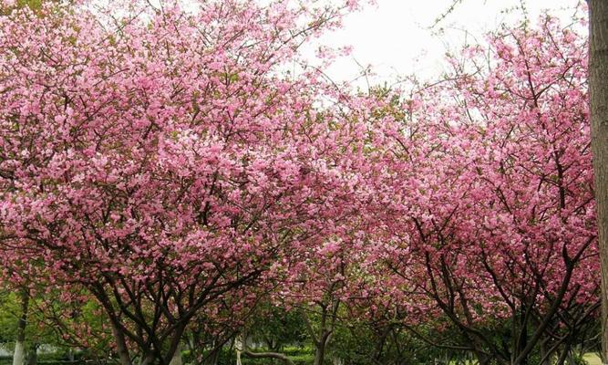 垂丝海棠的种植与养护（从选地到营养管理，打造美丽园林）