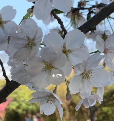 樱花春天开放的奇妙景象（盛开美丽的樱花海洋，一场关于春天的盛宴）