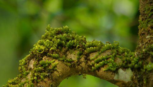 苔藓植物的结构特点（探究苔藓植物的根、茎、叶、花等结构特征）