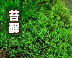 苔藓植物的结构特点（探究苔藓植物的根、茎、叶、花等结构特征）