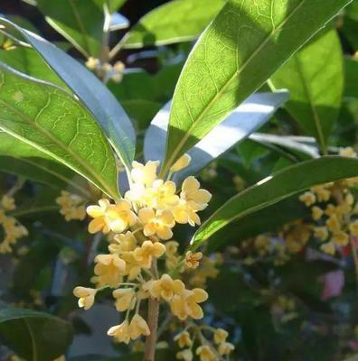 揭秘（桂花的开花难题、栽培技巧、生态环境等方面解析）