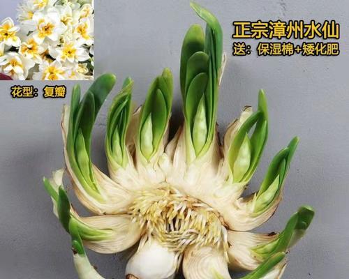 水仙花品种大全（从白水仙到黄水仙，全面了解水仙花的品种）