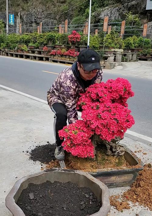 杜鹃花换盆指南（冬天如何更换杜鹃花的盆，让它健康成长？）