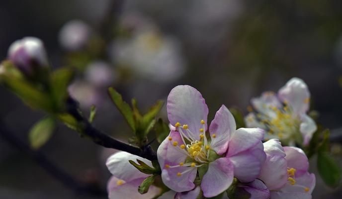 郁李花黄叶原因分析（探究郁李花的养殖技巧）